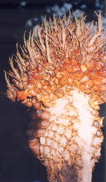 AuV̎Beƒł͂̎璼ږėpB