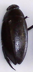 KV